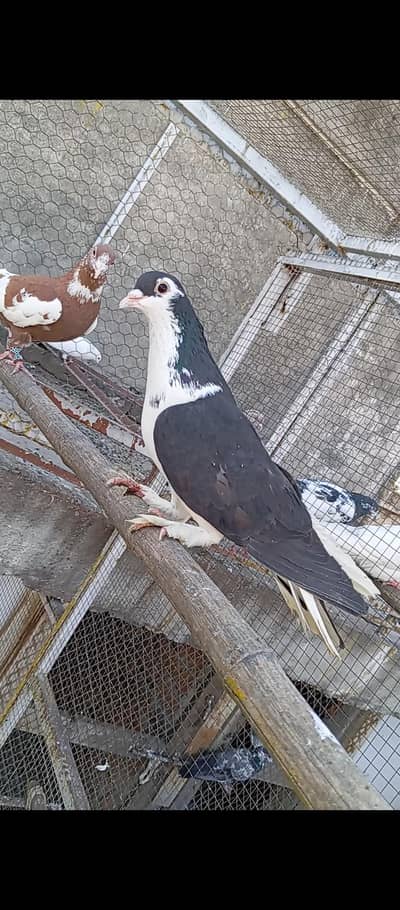 2 Big Size Males Available