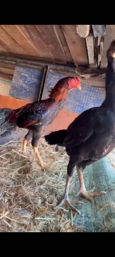 Aseel setup,, Home breed ,, healthy and Active ,, Whatsapp pr rabta
