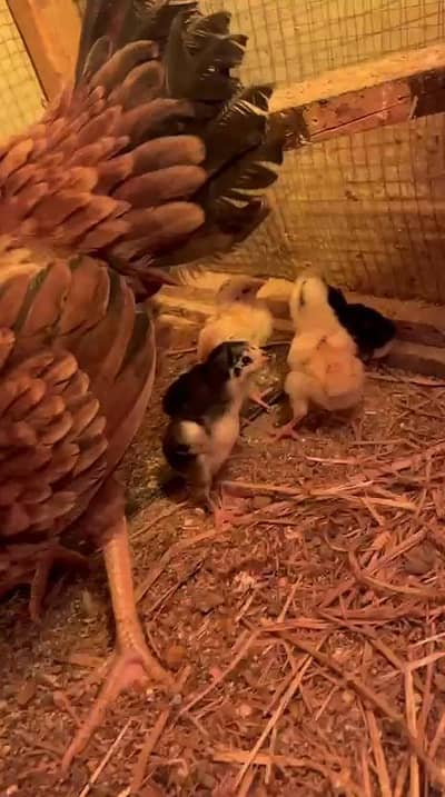 Aseel setup,, Home breed ,, healthy and Active ,, Whatsapp pr rabta