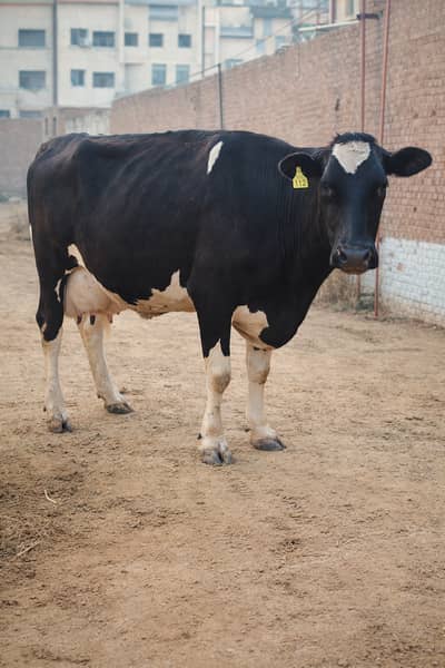 7 COWS | Cow | COMPLETE FARM For Sale | Bachry | Milk | Jersey Friesen