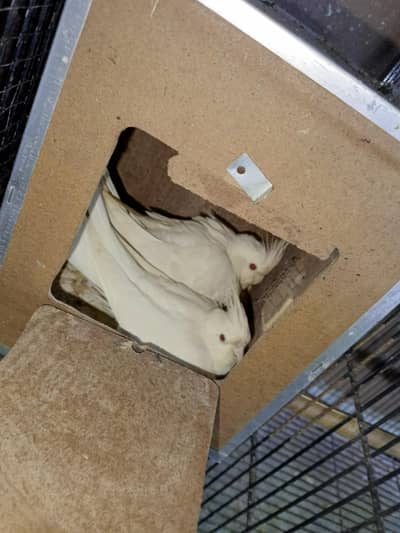 cocatiel parrots bird pair