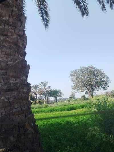 Burraq Real State Market