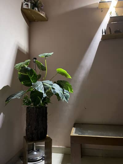ARTIFICIAL PLANT  WOODEN DESIGN