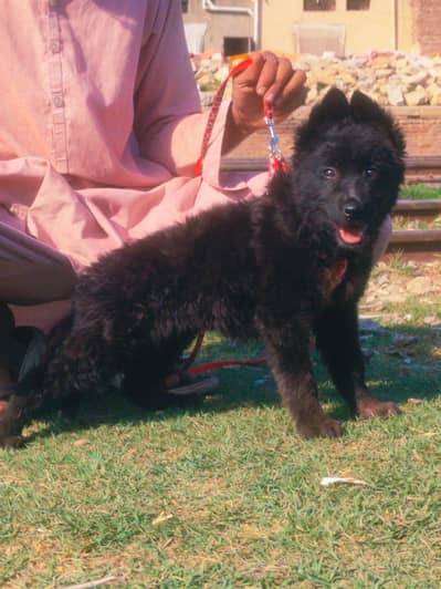 black Shepherd double coat female for sale03192245032