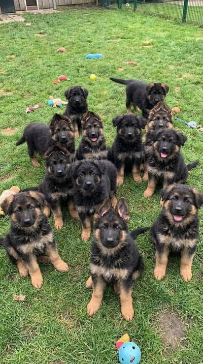 German Shepherd Puppies For Sale