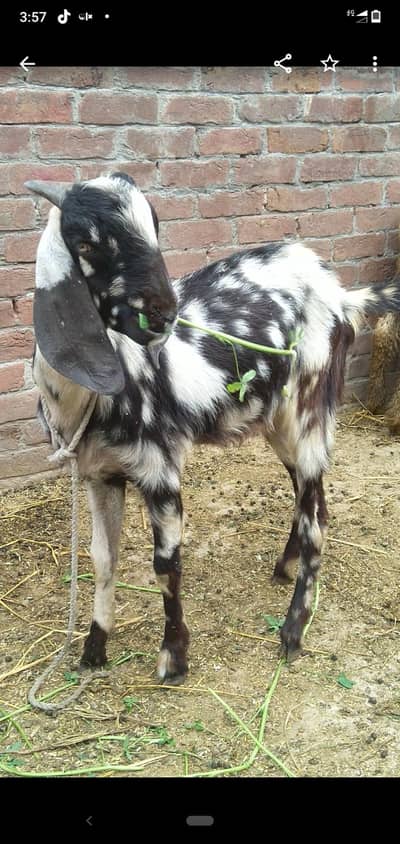 dasi bakra   03234438191