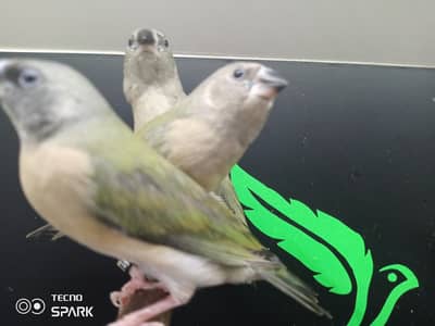 rare mutation goldian chicks