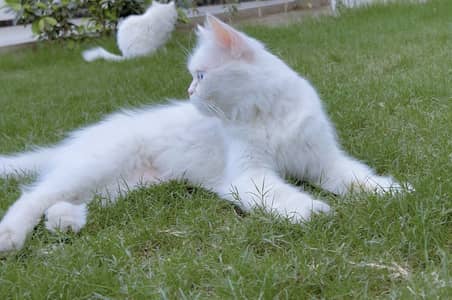 Persian female cat blue eyes