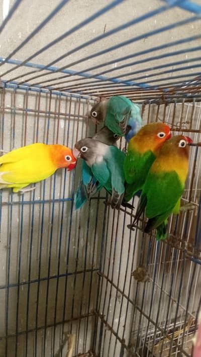 lovebird breeder pairs