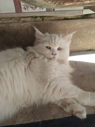 Persian cat triple coat light blue eyes.