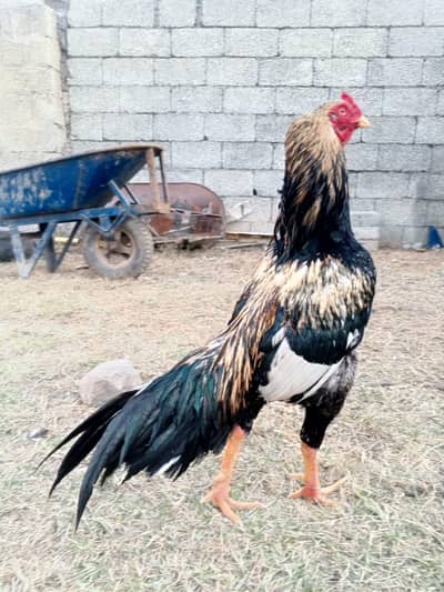 Aseel patha for sale. whtsapp 0335-1102044