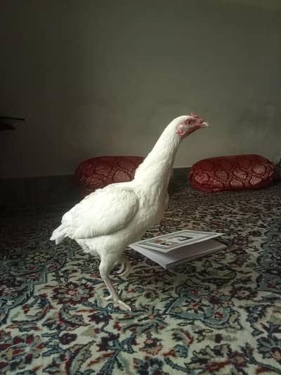 aseel/hen aseel/murgi aseel/chicks heera/aseel white/hen aseel/murga