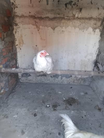 Heera aseel mianwali madii