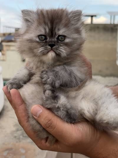 Beautiful playful fully trained healthy female kitten 2 months kitty