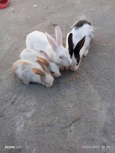 rabbit for sale