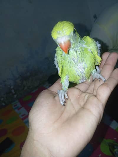 Green parrot chicks