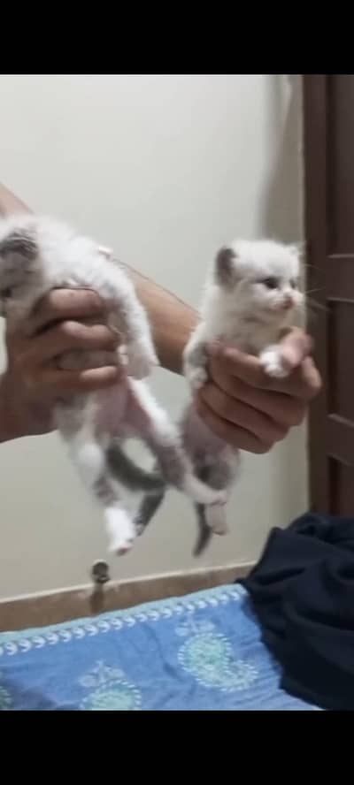 pur Persian kitten for sale white color and blue eyes