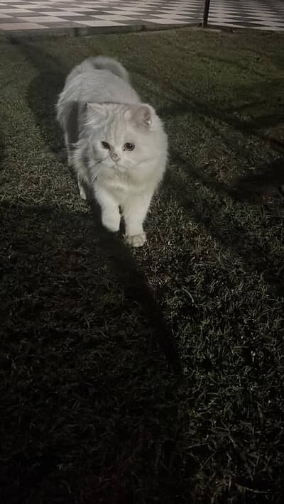 Triple coated persian female cat