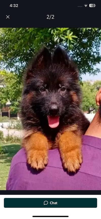 German Shepherd male puppy for sale 03455844937 my WhatsApp