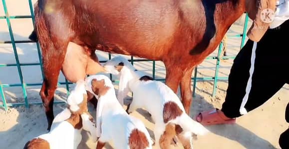 3 Bacchon Ka Sath Desi Bakri For Sale _ 03102729869