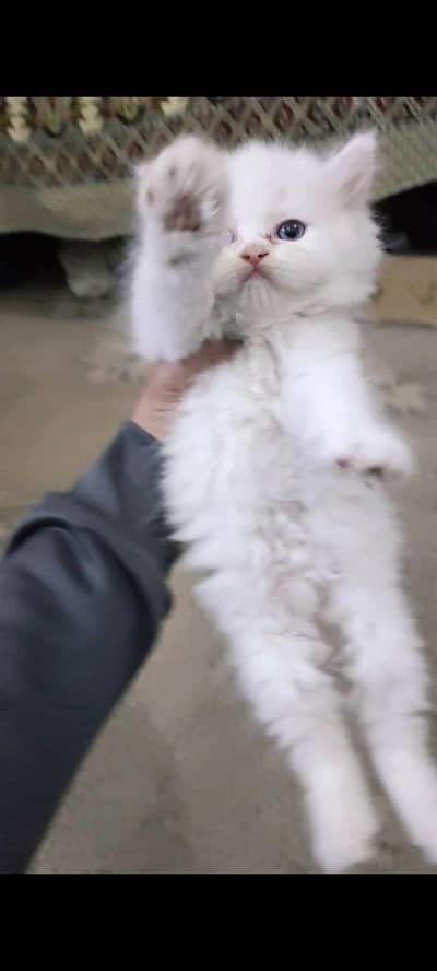 Persian cat for sale my WhatsApp number  0370-36-59-905