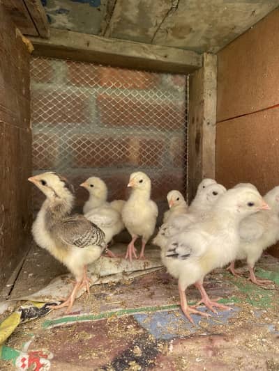 Sindhi aseel chicks