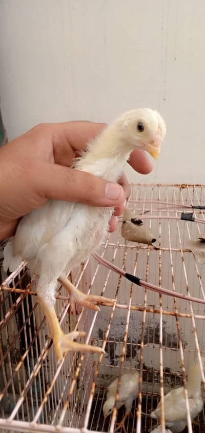 White King O Shamo Chicks Sale<Sale