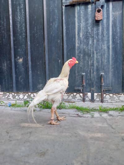 aseel murga mazboot jour