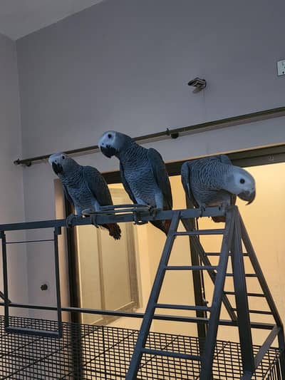 African Greys & Galah Cockatoo