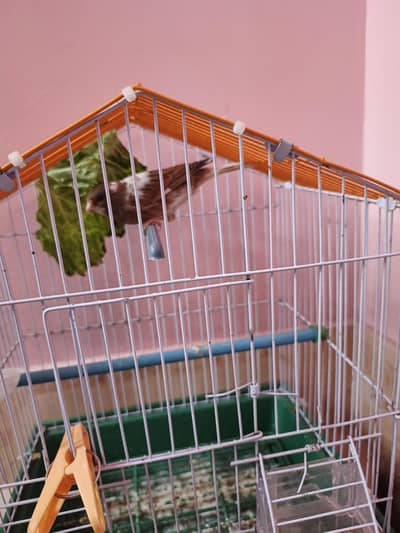 Gloster male singing canary available 03402142116