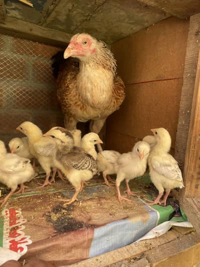 Sindhi Aseel Chicks
