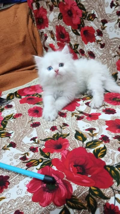 Persian cat for sale my WhatsApp number  0370-36-59-905