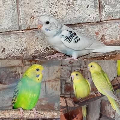 Australion parrot  for sale. watsapp no. . 0347 1521806