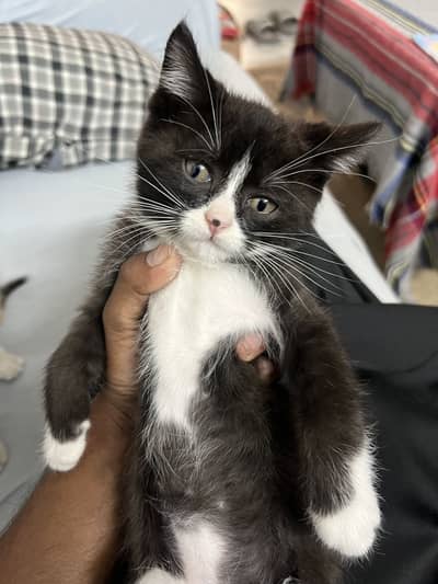 American punch face mix breed