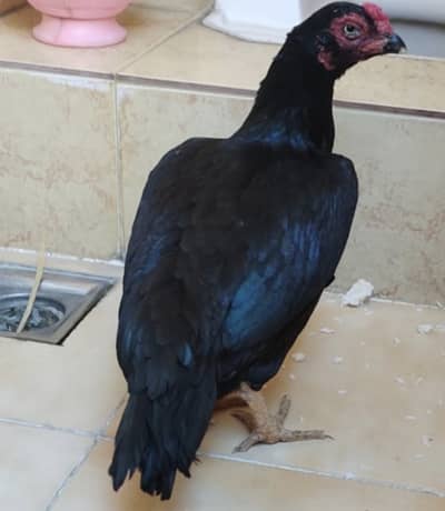 Black aseel murgi for sale