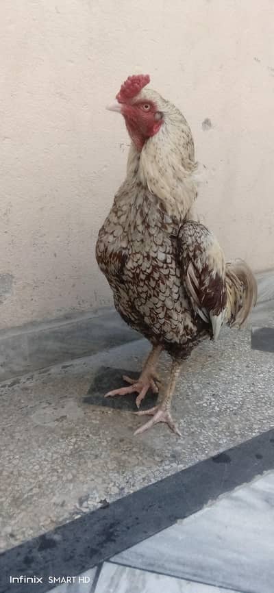 High quality Shajra Murgha and Murghi ,behtreen pair