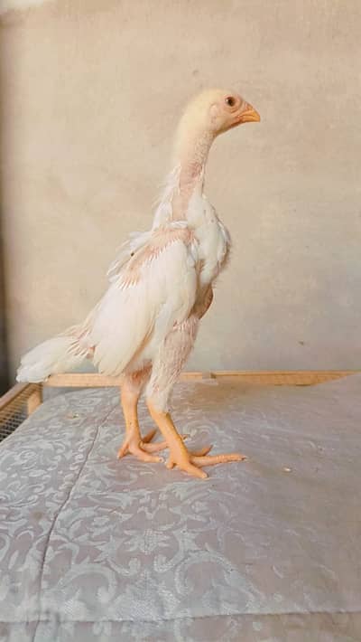 pure aseel shamo chicks | king size white shamo | german shamo