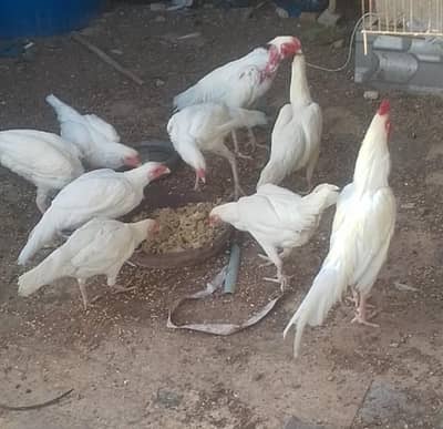 Aseel Paper White Heera chicks