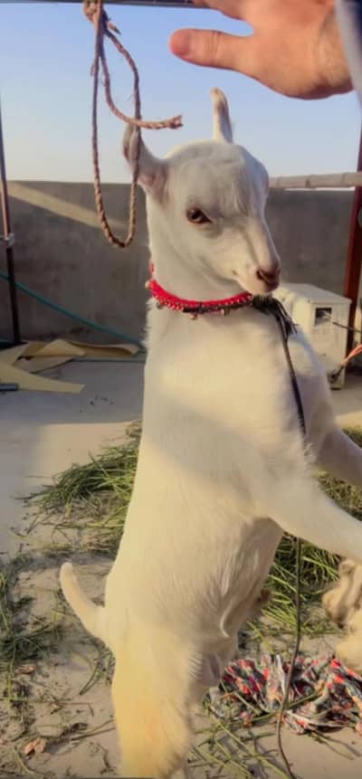 barabari bakra khiraa