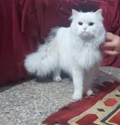 Persian Male Cat Tripple coat , Golden eyes for sale