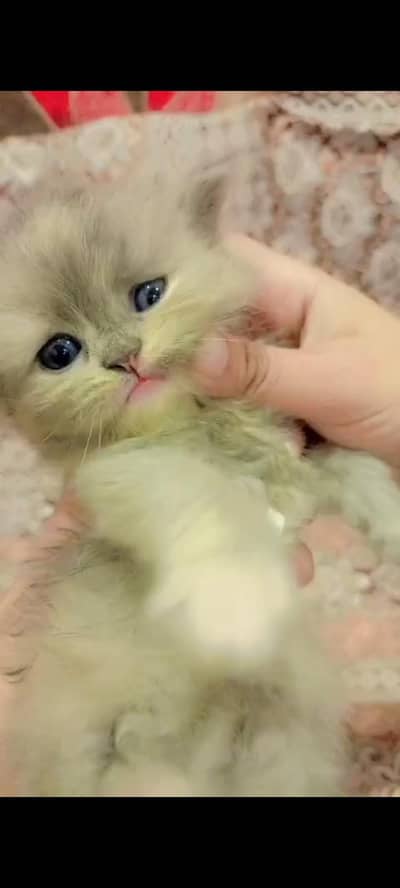 Cutee kitty for sell