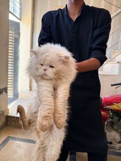 Persian cate male femal