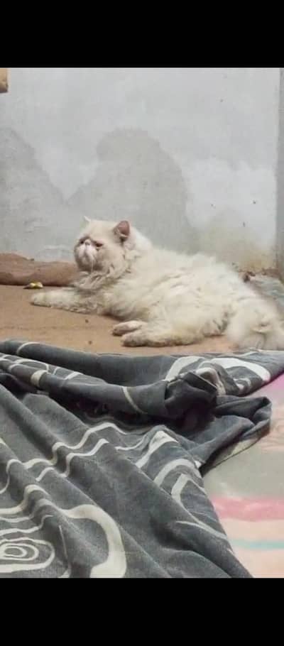 odd eyes pure piki male. CFA bloadling.