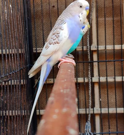 violet pied budgie male