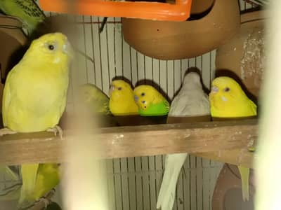 Australian buddies breeding pairs