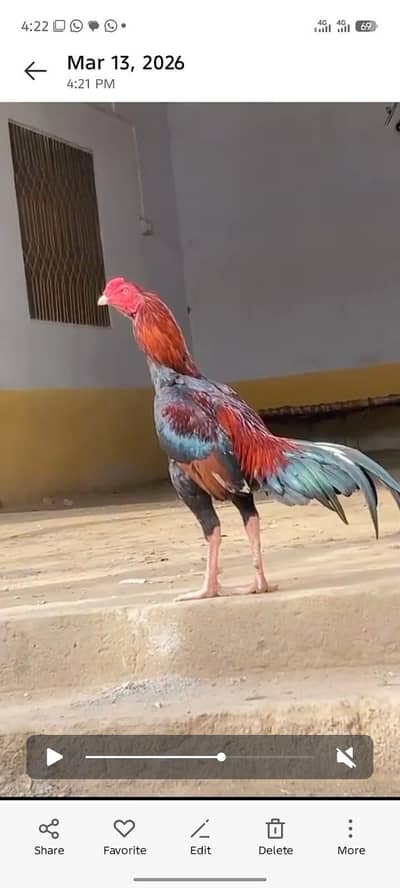 Aessl lakka highy quality