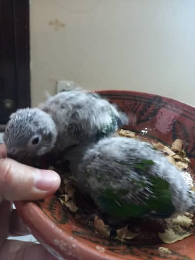 conure chicks/babies available parrots