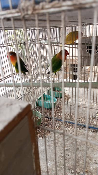 love bird breeder pair for sale
