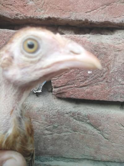 aseel chick for sale