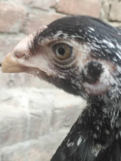 aseel chick for sale